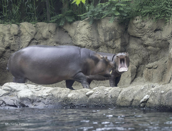 Azure Generated Description:
a hippo with its mouth open (44.57% confidence)
---------------
Azure Generated Tags:
animal (99.95% confidence)
mammal (99.91% confidence)
outdoor (99.12% confidence)
hippo (96.20% confidence)
hippopotamus (95.09% confidence)
zoo (91.19% confidence)
terrestrial animal (89.82% confidence)
water (89.65% confidence)
rock (82.12% confidence)
ground (65.91% confidence)
river (56.85% confidence)
