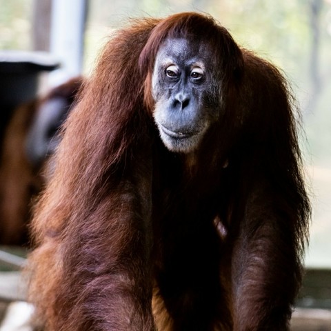 Azure Generated Description:
a brown monkey with long hair (39.99% confidence)
---------------
Azure Generated Tags:
mammal (100.00% confidence)
animal (99.99% confidence)
primate (99.90% confidence)
ape (99.29% confidence)
great ape (93.82% confidence)
orangutan (91.90% confidence)
terrestrial animal (89.49% confidence)
zoo (86.92% confidence)
chimpanzee (84.66% confidence)
gorilla (84.29% confidence)
outdoor (75.77% confidence)
monkey (50.65% confidence)
