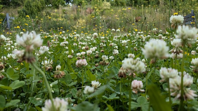 Wild field of blooming clover 
