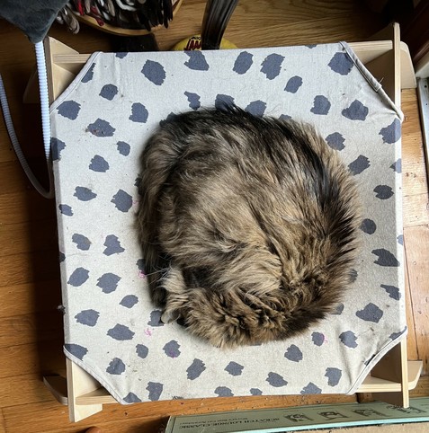 A different very fluffy tabby than last time is curled in a ball on the same cow print kitty bed. It's even harder to see a tiny bit of ear and whisker in this ball of fluff. 