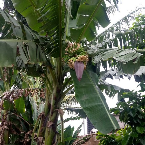 A banana tree in my garden, with a big purple flower and baby bananas ready to grow (in theory)