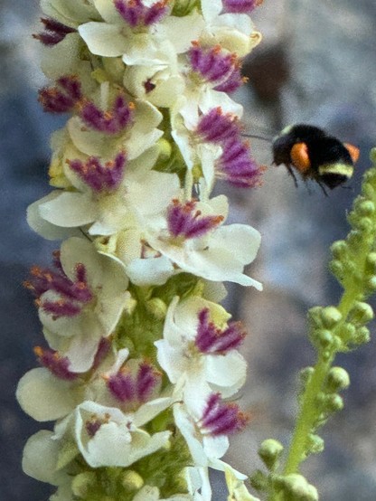 Side view of a bumblebee with big collections of orange pollen on each side hovering to the right of a stalk of cream colored flowers with purple fluffy bits. 