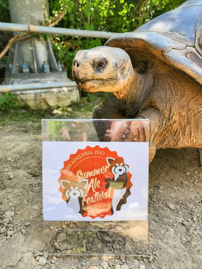 Azure Generated Description:
a turtle with a sign (30.64% confidence)
---------------
Azure Generated Tags:
mammal (99.89% confidence)
animal (99.78% confidence)
turtle (99.41% confidence)
tortoise (98.03% confidence)
outdoor (97.73% confidence)
reptile (96.25% confidence)
ground (90.93% confidence)
text (90.47% confidence)
sea turtle (87.80% confidence)
chelonoidis (84.99% confidence)
zoo (48.42% confidence)
