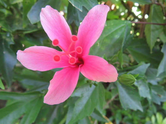 Bright pink petals with brighter pink stigmas.