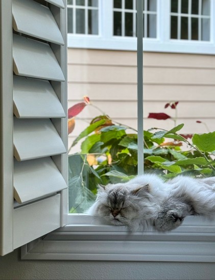 A fluffy white cat sleeping in a window sill with one leg tucked against tipping. Outside is the top foot of a plant with large green and red leaves. There is an open shutter to the left. 