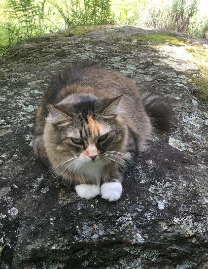 fluffy tabico cat perched on large rock in sphinx pose