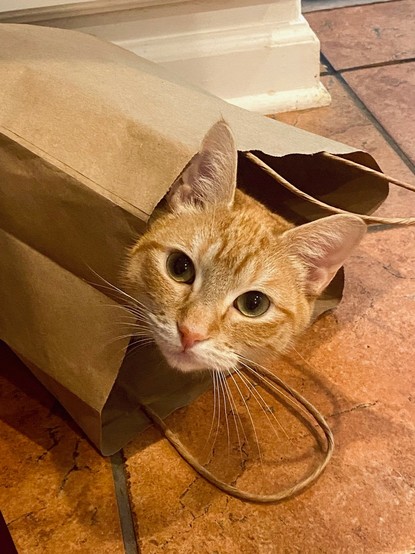 Orange cat sticking his head out of a bag