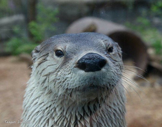 Azure Generated Description:
a close up of a seal (52.01% confidence)
---------------
Azure Generated Tags:
animal (99.98% confidence)
mammal (99.86% confidence)
otter (95.15% confidence)
mustelidae (93.40% confidence)
mustelinae (92.79% confidence)
snout (91.70% confidence)
terrestrial animal (91.16% confidence)
north american river otter (90.81% confidence)
outdoor (88.54% confidence)
marine mammal (88.00% confidence)
giant otter (86.67% confidence)
