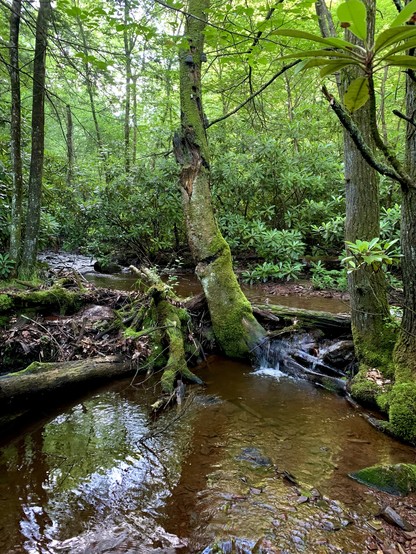 A small tributary flows through dense thickets in the forest. A natural dam made of fallen trees and debris creates a small plunge, forming a pool below that holds some small fish. Trees standing by the water are covered by moss.