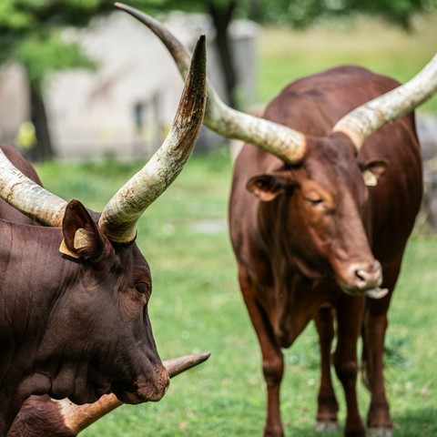 Azure Generated Description:
a couple of brown cows with horns (36.51% confidence)
---------------
Azure Generated Tags:
animal (99.84% confidence)
mammal (99.84% confidence)
grass (99.02% confidence)
horn (98.80% confidence)
outdoor (98.60% confidence)
cattle (96.80% confidence)
bovine (96.54% confidence)
ox (95.12% confidence)
terrestrial animal (94.79% confidence)
cow (94.47% confidence)
livestock (93.56% confidence)
texas longhorn (88.68% confidence)
water buffalo (84.46% confidence)
field (75.35% confidence)
bull (64.84% confidence)
standing (60.01% confidence)
