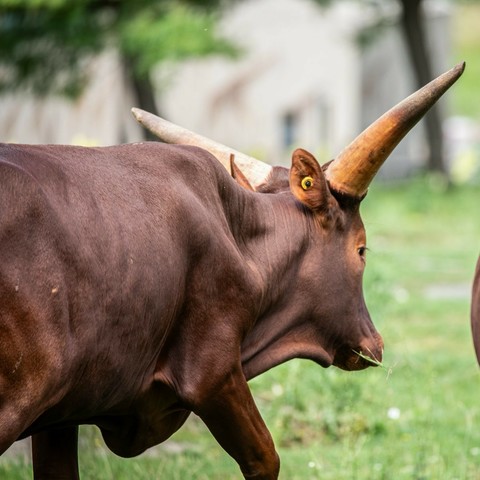 Azure Generated Description:
a brown bull with horns (42.17% confidence)
---------------
Azure Generated Tags:
animal (99.93% confidence)
mammal (99.92% confidence)
grass (98.74% confidence)
outdoor (98.31% confidence)
horn (97.90% confidence)
cattle (93.97% confidence)
terrestrial animal (93.78% confidence)
ox (90.00% confidence)
bull (88.60% confidence)
livestock (86.57% confidence)
wildlife (86.23% confidence)
bovine (66.43% confidence)
field (58.59% confidence)
cow (57.48% confidence)
