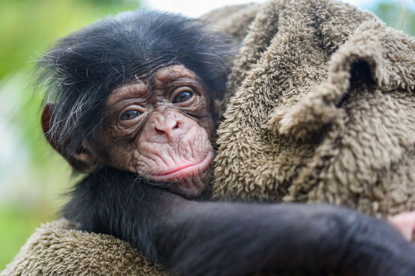 Description Provided in Tweet: 
baby girl chimpanzee in blanket
---------------
Azure Generated Tags:
animal (99.98% confidence)
mammal (99.98% confidence)
primate (99.56% confidence)
monkey (96.30% confidence)
simian (93.06% confidence)
ape (92.02% confidence)
new world monkey (91.96% confidence)
outdoor (91.73% confidence)
old world monkey (91.53% confidence)
terrestrial animal (90.72% confidence)
macaque (90.07% confidence)
chimpanzee (89.76% confidence)
common chimpanzee (88.80% confidence)
great ape (88.59% confidence)
fur (88.14% confidence)
skin (84.34% confidence)
wildlife (60.27% confidence)
