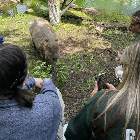 Azure Generated Description:
a bear looking at a camera (31.98% confidence)
---------------
Azure Generated Tags:
outdoor (99.60% confidence)
person (99.25% confidence)
grass (98.37% confidence)
clothing (97.88% confidence)
plant (95.83% confidence)
zoo (85.84% confidence)
woman (83.15% confidence)
people (78.74% confidence)
ground (66.31% confidence)
