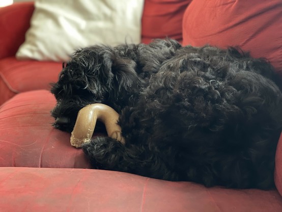 A black dog is sleeping on a red couch, holding a bone toy. A cream-colored pillow is in the background.