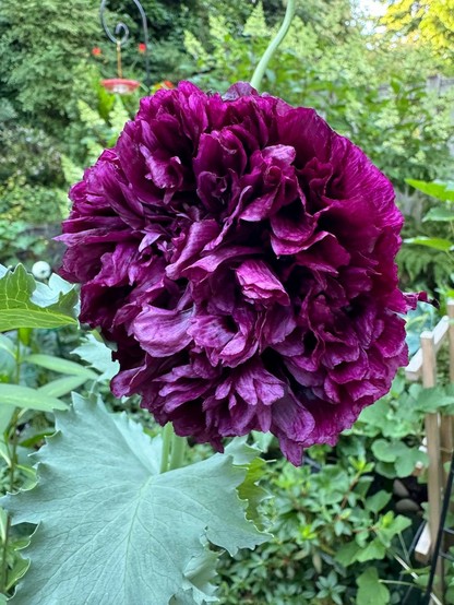 A large multi-layered deep purple poppy