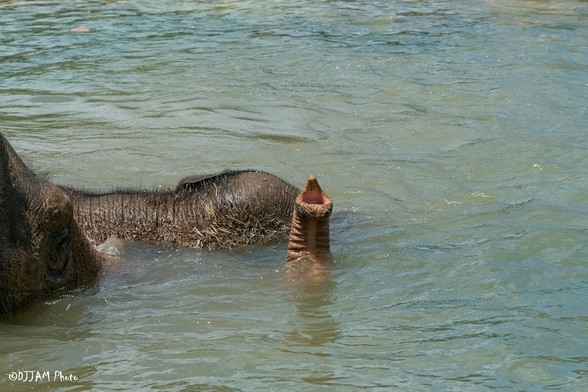 Azure Generated Description:
a hippopotamus in water (46.05% confidence)
---------------
Azure Generated Tags:
water (99.63% confidence)
animal (98.77% confidence)
outdoor (98.12% confidence)
mammal (97.16% confidence)
lake (94.66% confidence)
hippopotamus (89.09% confidence)
hippo (88.56% confidence)
