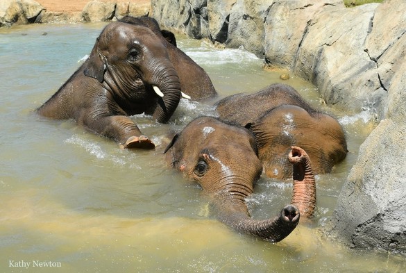 Azure Generated Description:
elephants playing in water (52.64% confidence)
---------------
Azure Generated Tags:
animal (99.98% confidence)
mammal (99.91% confidence)
elephant (99.83% confidence)
outdoor (98.69% confidence)
water (97.85% confidence)
elephants and mammoths (92.80% confidence)
indian elephant (91.82% confidence)
asian elephant (91.03% confidence)
terrestrial animal (89.80% confidence)
african elephant (85.10% confidence)
wildlife (84.69% confidence)
rock (79.90% confidence)
river (66.02% confidence)
ground (60.29% confidence)
hole (55.27% confidence)
