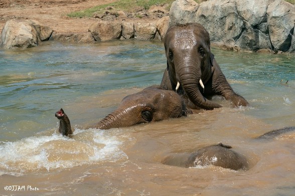 Azure Generated Description:
elephants playing in water (52.18% confidence)
---------------
Azure Generated Tags:
animal (99.74% confidence)
outdoor (98.81% confidence)
water (98.24% confidence)
elephant (96.25% confidence)
mammal (92.04% confidence)
ground (73.90% confidence)
rock (63.77% confidence)
swimming (59.01% confidence)
river (57.29% confidence)
