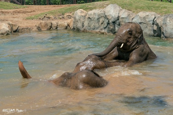 Azure Generated Description:
elephants playing in water (57.34% confidence)
---------------
Azure Generated Tags:
animal (99.94% confidence)
mammal (99.82% confidence)
elephant (99.67% confidence)
outdoor (99.53% confidence)
water (97.73% confidence)
elephants and mammoths (91.35% confidence)
indian elephant (89.43% confidence)
asian elephant (88.83% confidence)
terrestrial animal (85.01% confidence)
ground (75.61% confidence)
rock (67.12% confidence)
river (52.65% confidence)
