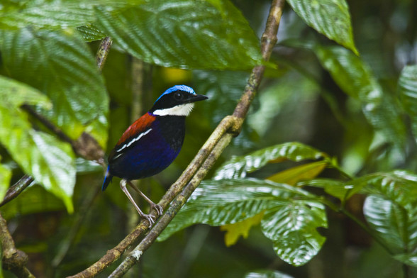 Here is a Blue-Headed Pitta, perched in a tree.