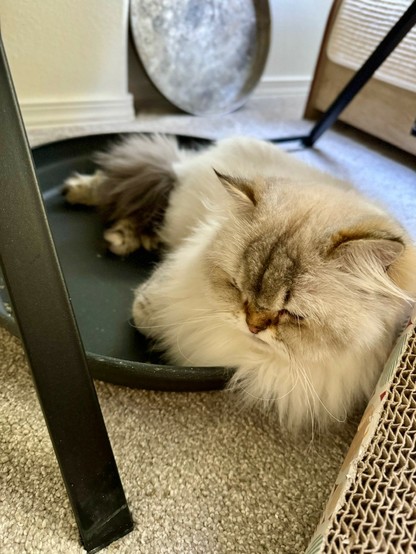 A fluffy white cat, who is tired of the sun, relaxing in a large planter tray for catnip. The tray is under a folding desk that may also be partially protecting her from fan-wind, which she also does not enjoy. 