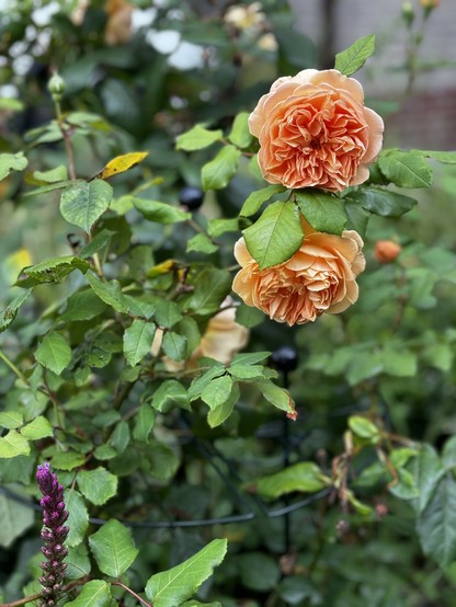 Een perzikkleurige Engelse roos. 
