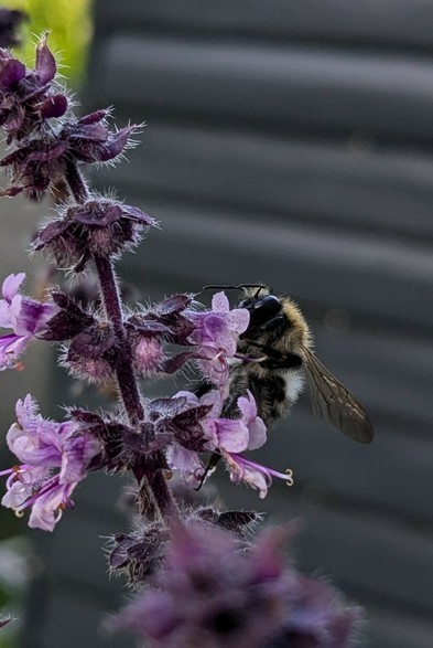 A furry little bee with large black eyes sitting on a stem of flowering basil, munching away