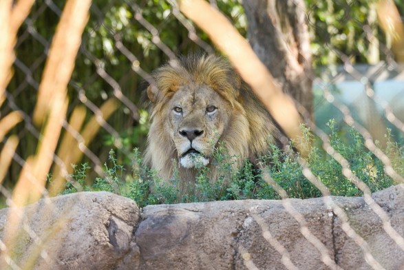Description Provided in Tweet: 
lion hassan looking on from a distance
---------------
Azure Generated Tags:
mammal (99.99% confidence)
animal (99.99% confidence)
big cat (99.97% confidence)
lion (98.87% confidence)
outdoor (98.33% confidence)
terrestrial animal (98.00% confidence)
zoo (97.65% confidence)
wildlife (97.58% confidence)
big cats (97.45% confidence)
tree (97.24% confidence)
plant (94.39% confidence)
masai lion (93.71% confidence)
safari (87.01% confidence)
standing (59.70% confidence)
