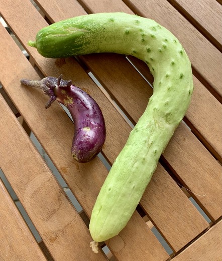 A bent cucumber and a small eggplant are on a wooden table.