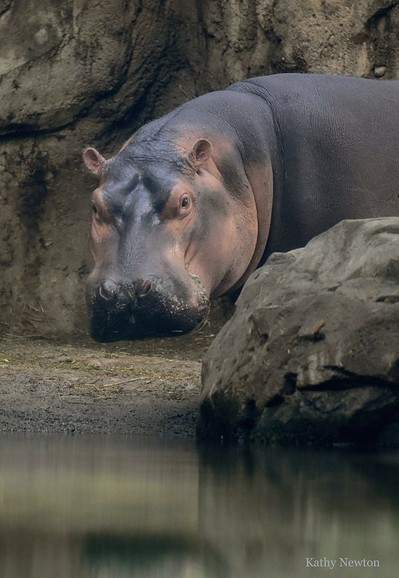 Azure Generated Description:
a hippopotamus lying on a rock by water (50.75% confidence)
---------------
Azure Generated Tags:
animal (99.99% confidence)
mammal (99.98% confidence)
hippo (99.26% confidence)
hippopotamus (94.54% confidence)
outdoor (94.16% confidence)
terrestrial animal (89.73% confidence)
snout (89.40% confidence)
zoo (86.00% confidence)
water (85.05% confidence)
rock (81.84% confidence)
ground (71.05% confidence)
