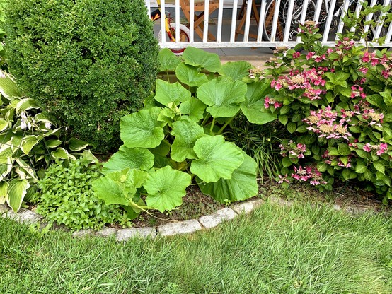 A pumpkin or squash plant is growing so well, filling the narrow space of the yard with mints on the left and hydrangeas on the right. White painted porch fence is in the back. The lawn area in front with stone blocks dividing the garden area and the lawn.