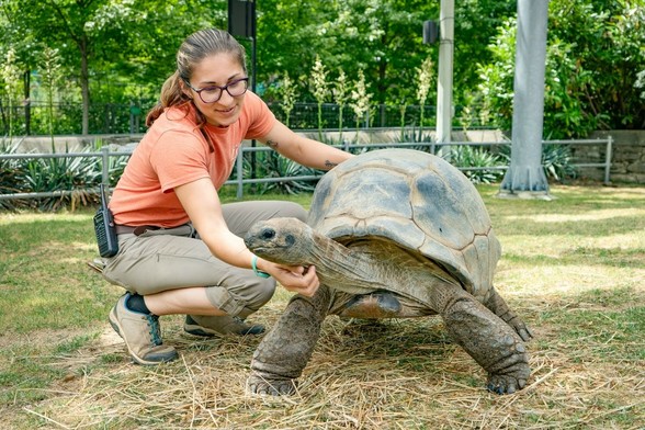 Azure Generated Description:
a woman petting a turtle (55.48% confidence)
---------------
Azure Generated Tags:
reptile (99.91% confidence)
turtle (99.05% confidence)
outdoor (98.99% confidence)
person (98.16% confidence)
tortoise (97.61% confidence)
tree (93.55% confidence)
clothing (89.16% confidence)
grass (86.59% confidence)
chelonoidis (86.58% confidence)
galapagos tortoise (85.35% confidence)
ground (63.06% confidence)
young (62.51% confidence)
woman (58.88% confidence)
