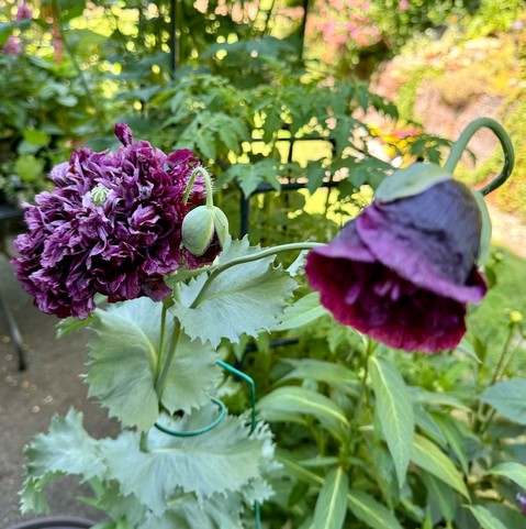 Poppy plant with silvery green leaves and dark purple flowers. The flower on the left is enormous and ruffled but fading a little. The flower on the right has started separating petals from the initial bud. A third smaller bud is waiting next to the big flower, just broken out of its bud covering.