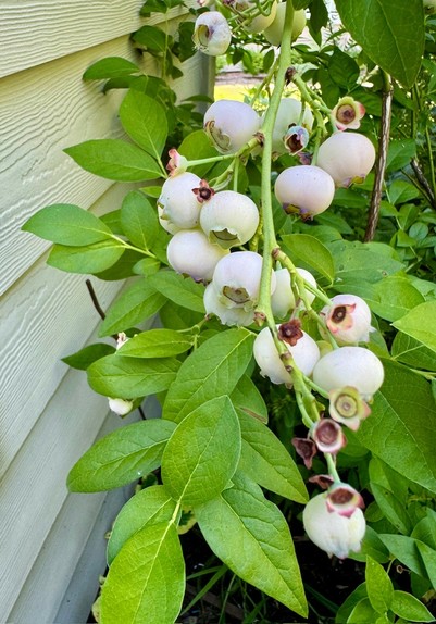Larger cluster of berries in a variety of sizes and shades of pinkish white. 