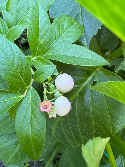 Small cluster with two very slightly pink white berries among many green leaves. 
