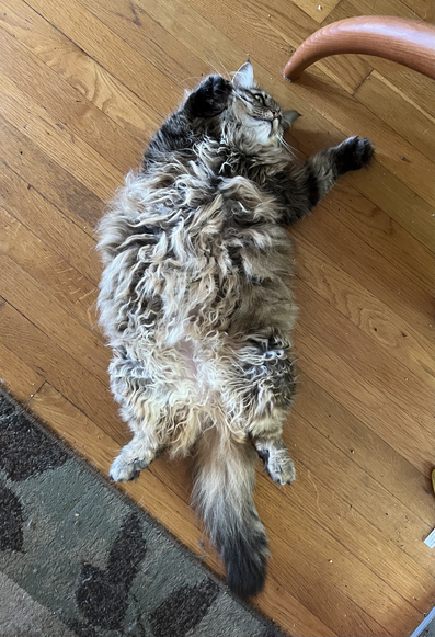 A very fluffy tabby lays on the floor belly up with her paws stretched up or as over her head as she can get them (she has short legs; don't mention it she's sensitive). She's staring off into the distance with back legs flopped down and tail stretching below her like the duster it is. The paws are too floofy to see toebeans, but you can sort of make out that she's polydactyl. You can definitely make out that she's a tripping hazard in the middle of the floor. Time to go do my job and rub the belly. Not a trap unless you try to stop before the heat death of the universe.