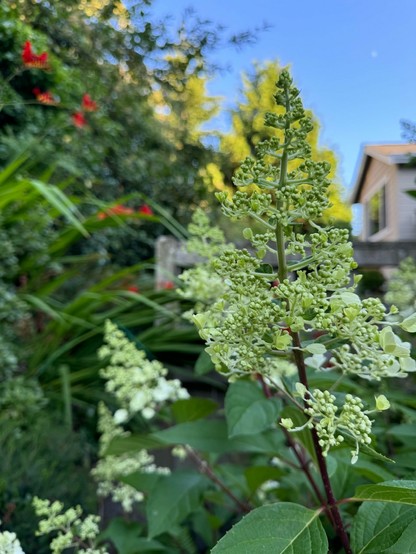 Cone shaped bunches of hydrangea flowers (currently greenish white) in the foreground. Sprays of bright red crocosmia flowers and green leaves bending from the left in the background.