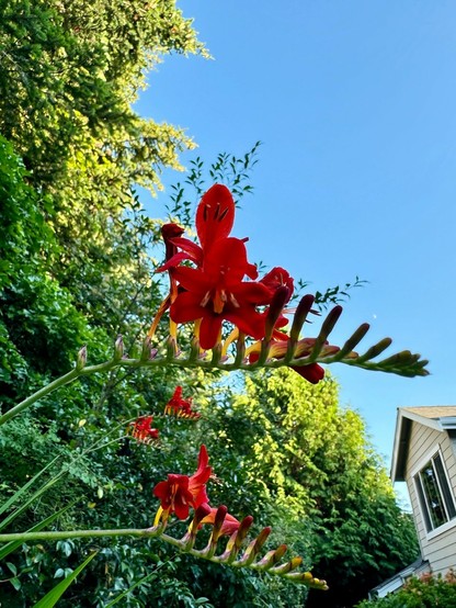 Closer view of a few sprays of bright red crocosmia flowers bending from the left with various green plants and trees behind them. The moon is just a spec in the blue sky to the right of the closest flowers. 