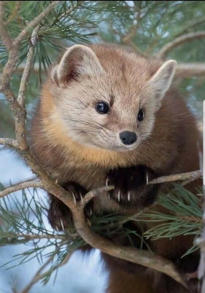 Here is a close-up of an American Pine Marten, in a pine tree. How cute is that face?