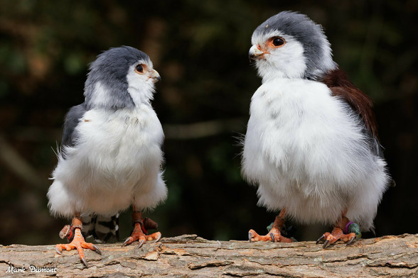 Azure Generated Description:
two birds standing on a log (43.15% confidence)
---------------
Azure Generated Tags:
animal (99.97% confidence)
bird (99.95% confidence)
beak (98.14% confidence)
outdoor (95.47% confidence)
wildlife (89.81% confidence)
feather (84.70% confidence)
bird of prey (72.57% confidence)
standing (59.20% confidence)
perched (55.32% confidence)
