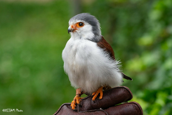 Azure Generated Description:
a bird standing on a person's leg (47.04% confidence)
---------------
Azure Generated Tags:
bird (99.96% confidence)
animal (99.91% confidence)
bird of prey (99.71% confidence)
hawk (99.32% confidence)
outdoor (97.07% confidence)
wildlife (95.34% confidence)
beak (95.26% confidence)
perched (67.96% confidence)
