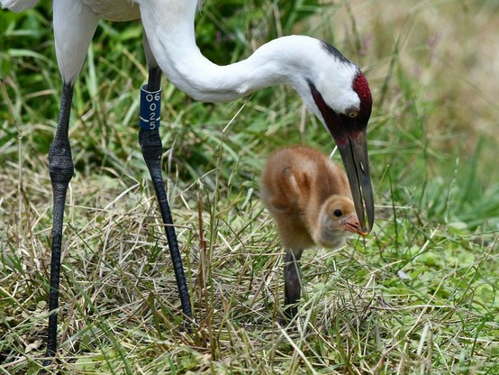 Description Provided in Tweet: 
The rarest species of crane in the world—a whooping crane—hatched June 1. Whooping cranes are devoted parents, says keeper Chris Crowe, and always feed their colts before themselves. Here one of the colts' surrogate parents offers it a mealworm. 
---------------
Azure Generated Tags:
animal (99.91% confidence)
aquatic bird (99.83% confidence)
bird (99.79% confidence)
outdoor (99.16% confidence)
grass (99.10% confidence)
gruidae (97.23% confidence)
wildlife (91.73% confidence)
beak (87.85% confidence)
crane-like bird (84.60% confidence)
standing (66.94% confidence)

