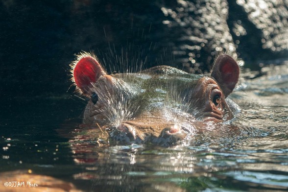 Azure Generated Description:
a small animal in water (35.07% confidence)
---------------
Azure Generated Tags:
animal (99.39% confidence)
mammal (98.00% confidence)
water (97.77% confidence)
outdoor (88.69% confidence)
hippopotamus (86.68% confidence)
hippo (78.23% confidence)
swimming (67.30% confidence)
pool (66.27% confidence)
