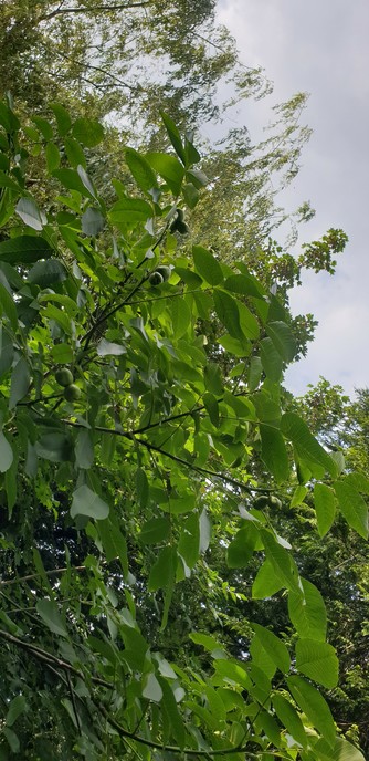 A walnut tree in mid-July bearing 10 walnuts.