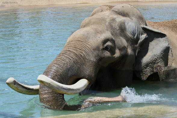 Azure Generated Description:
an elephant in the water (53.89% confidence)
---------------
Azure Generated Tags:
animal (99.97% confidence)
mammal (99.95% confidence)
elephant (99.81% confidence)
water (98.80% confidence)
outdoor (98.34% confidence)
elephants and mammoths (96.65% confidence)
indian elephant (95.57% confidence)
asian elephant (95.06% confidence)
tusk (92.42% confidence)
african elephant (91.67% confidence)
terrestrial animal (85.22% confidence)
trunk (56.53% confidence)
