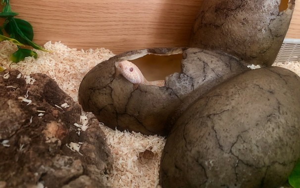 An egg-shaped snake hide with an albino western hognose snake (named Marin) peek out of a crack shaped hole looking towards the camera. Just below the hide is a hole dug into the substrate which Marin has previously tunnelled into, ignoring the ‘proper’ entrance.