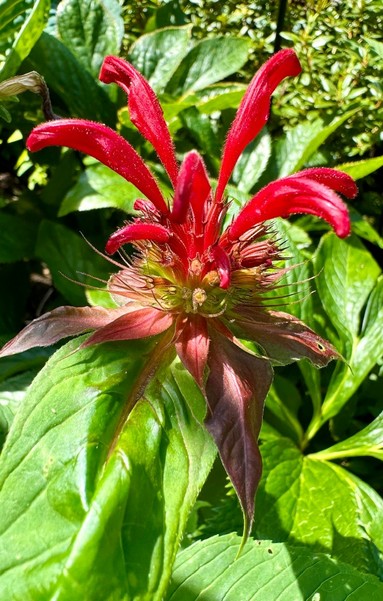 One red bloom with six long arching red petals at the top and thin feathery bits around the middle 
