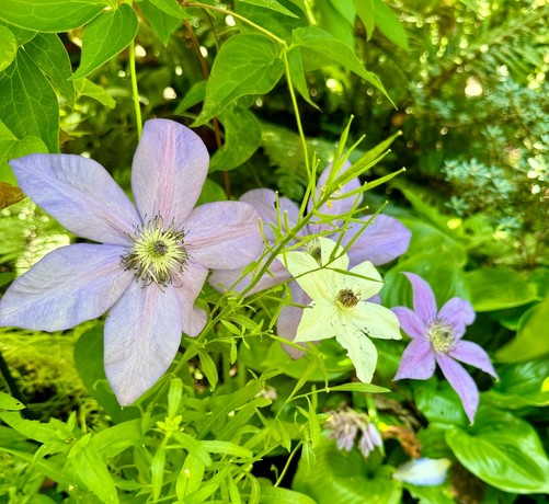 Four clematis flower with a single layer of six petals. Three flowers are the typical light bluish purple, but one is all white. 