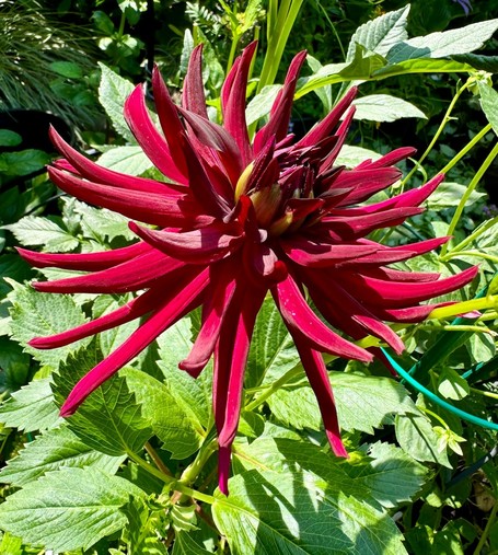 A dahlia flower with thin petals of deep red in a semi-random dome shape. It looks a bit like a sea anemone with legs all over the place 