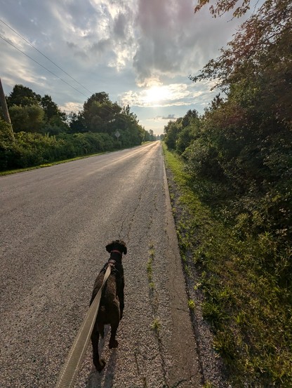Black Labradoodle with harness walking on the right side of a rural road towards the sun behind clouds. There are no lane markings. Bushes and trees line the road on both sides.